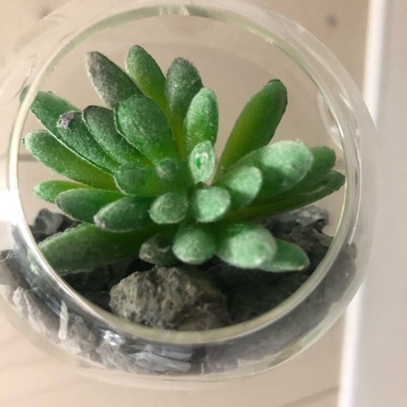 Set of 3 succulent terrariums - Picture 6 of 16